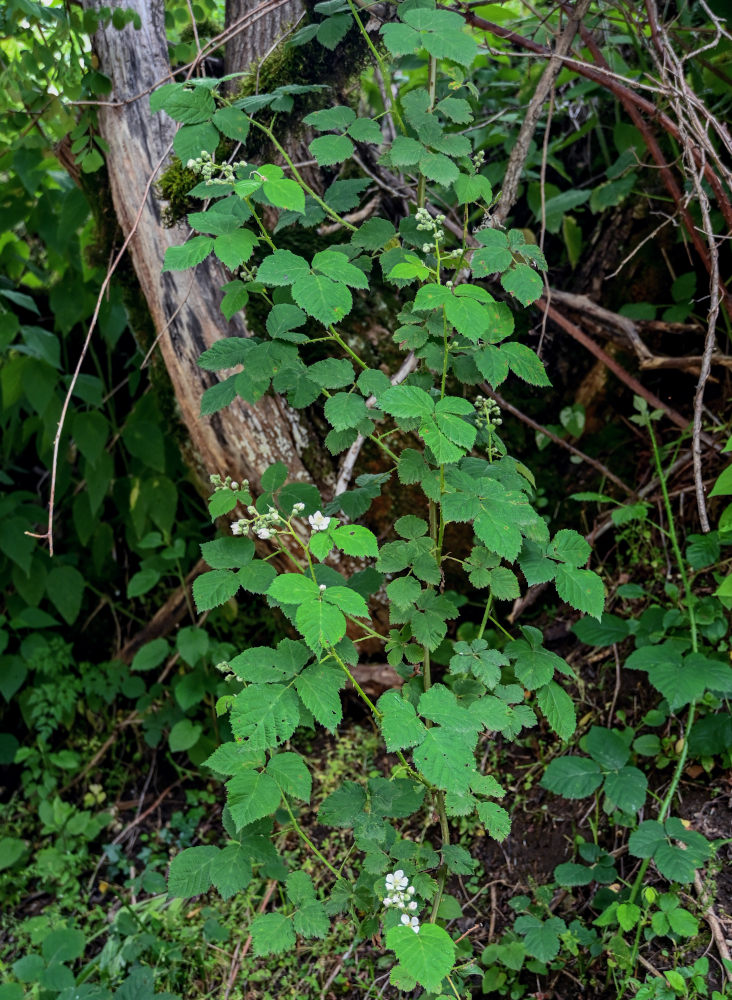 Изображение особи Rubus sanctus.