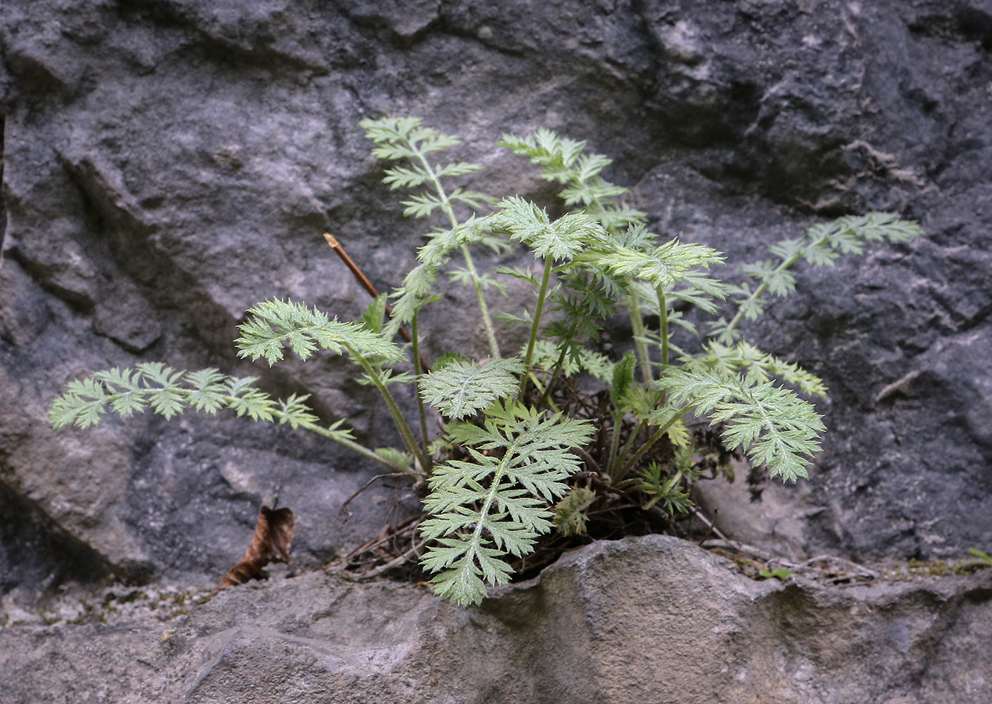 Image of genus Pyrethrum specimen.