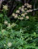 Aralia cordata