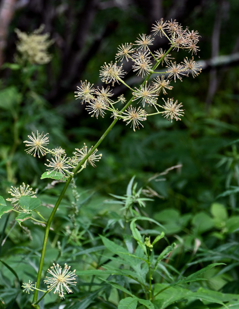 Image of Aralia cordata specimen.