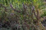 genus Teucrium