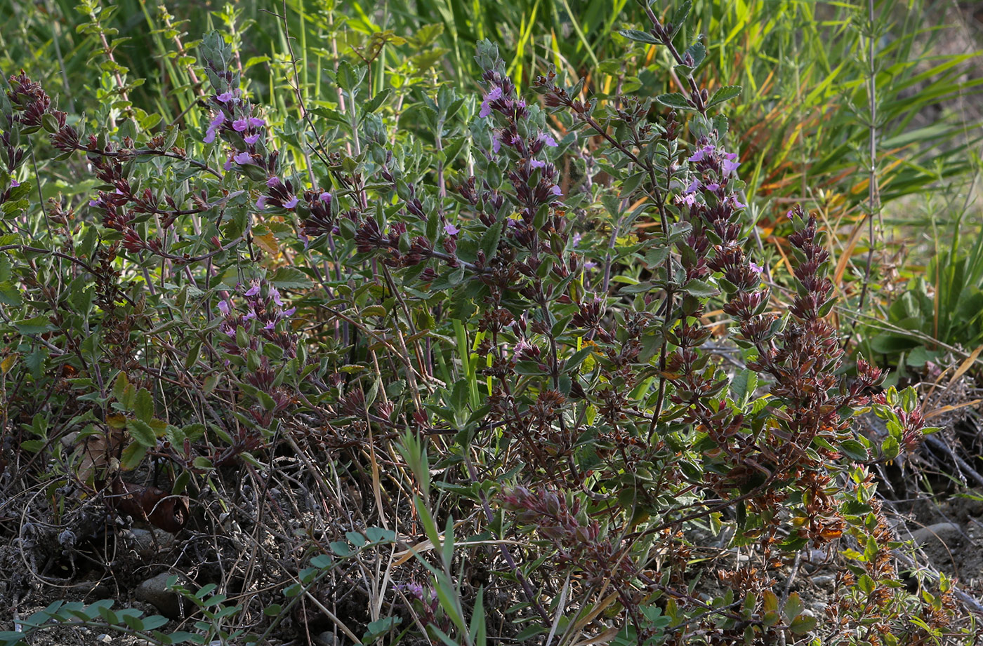 Image of genus Teucrium specimen.