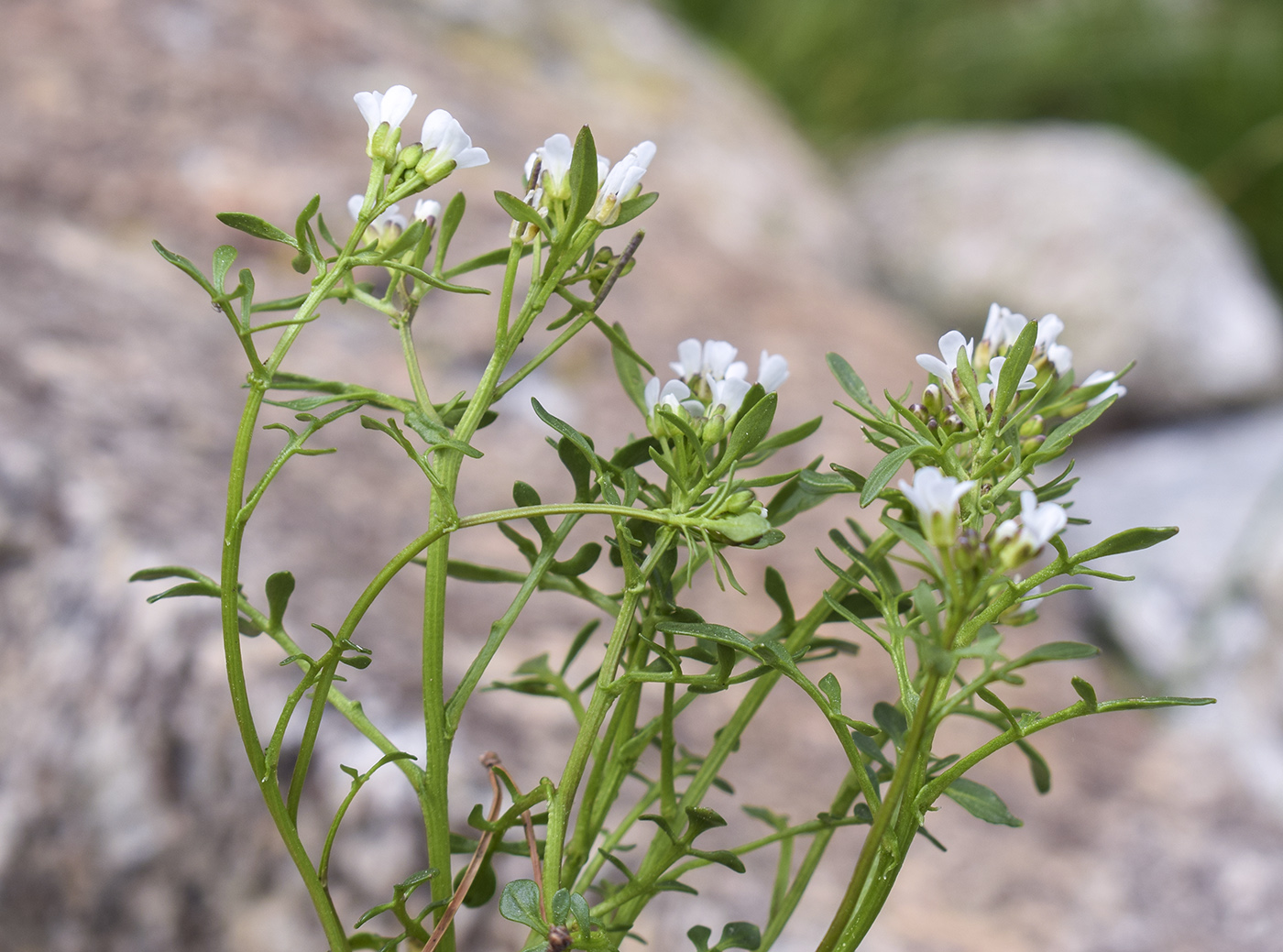 Image of Cardamine resedifolia specimen.