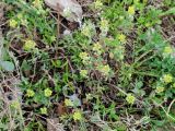 Alyssum turkestanicum разновидность desertorum. Цветущие растения в сообществе с вегетирующими Fabaceae. Казахстан, г. Астана, Алматинский р-н, парк им. Бауыржана Момышулы, сорное, на газоне. 26.04.2024.