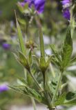 Geranium sylvaticum