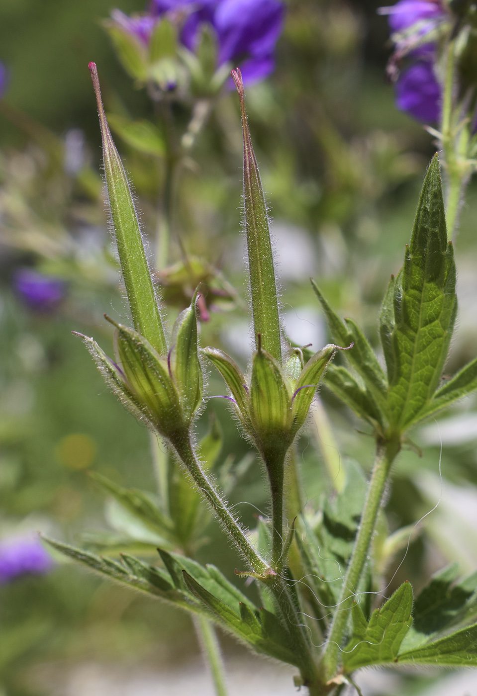 Изображение особи Geranium sylvaticum.