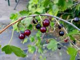 Ribes aureum
