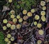 Maclura tricuspidata