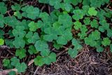 Oxalis acetosella