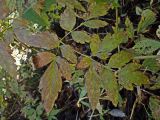 Cimicifuga simplex