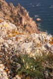 Astragalus rupifragus. Цветущее растение на скале. Крым, Севастополь, Каранские скалы. 11 апреля 2009 г.