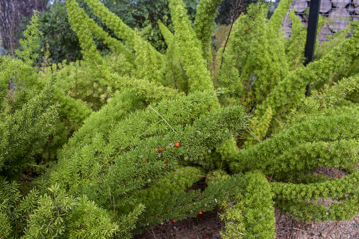 Image of Asparagus densiflorus specimen.