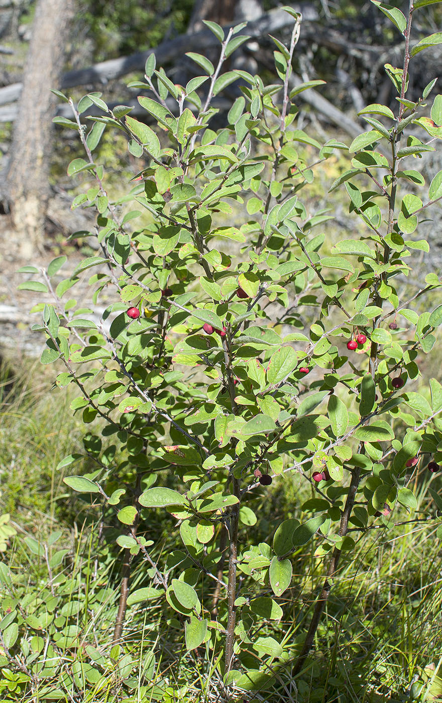 Image of Cotoneaster tjulinae specimen.