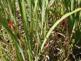 genus Iris. Плодоносяшие растения. Бурятия, полупустыня у Ю-З побережья оз. Гусиное. 12 августа 2005 г.
