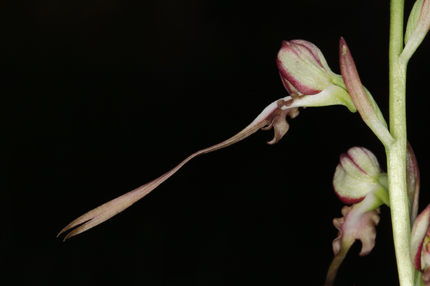 Image of Himantoglossum caprinum specimen.