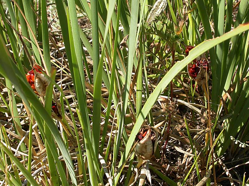 Image of genus Iris specimen.