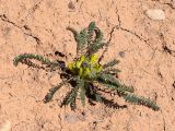 Astragalus atrovinosus