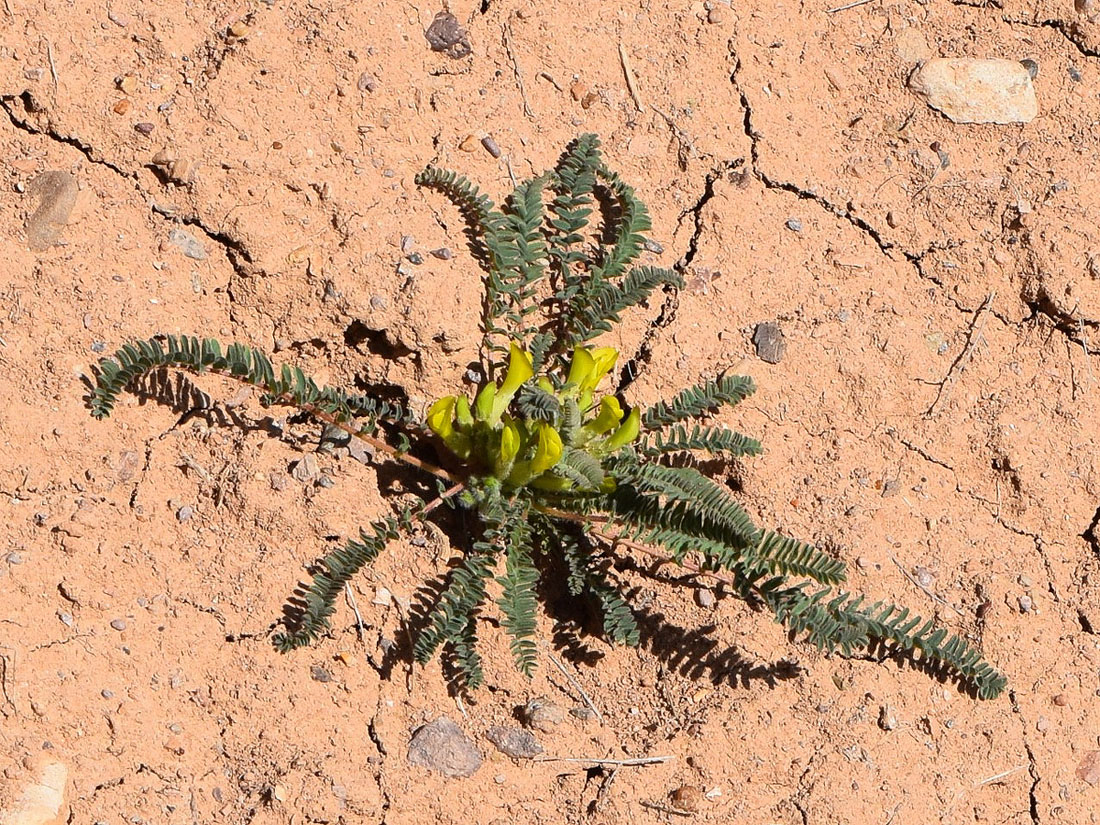 Image of Astragalus atrovinosus specimen.