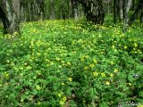 Ranunculus constantinopolitanus