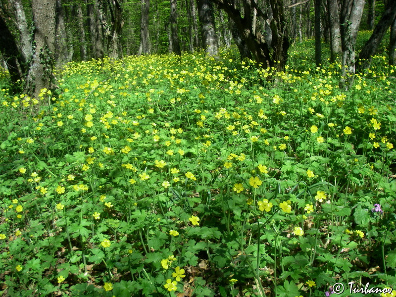 Изображение особи Ranunculus constantinopolitanus.