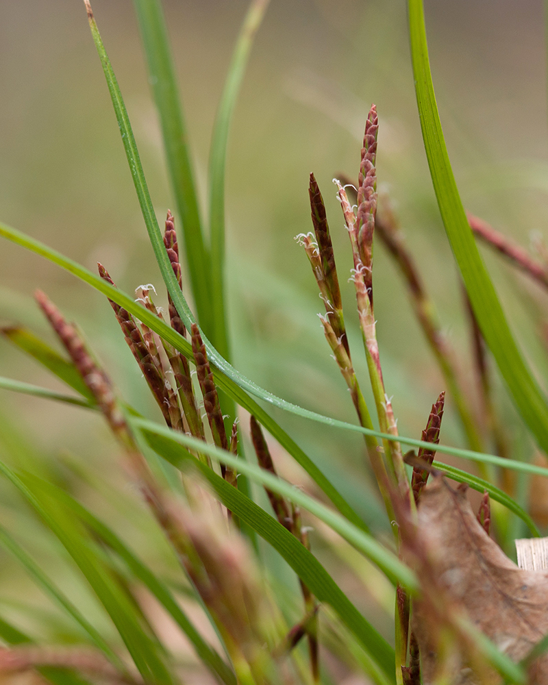 Image of Carex digitata specimen.