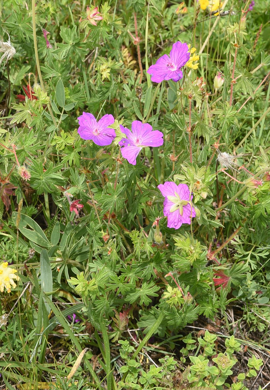 Изображение особи Geranium sanguineum.