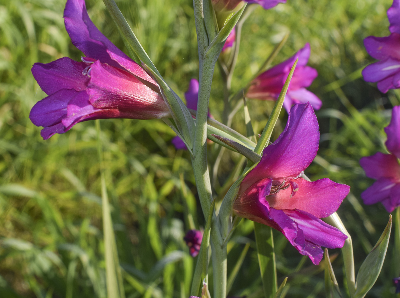 Image of Gladiolus italicus specimen.