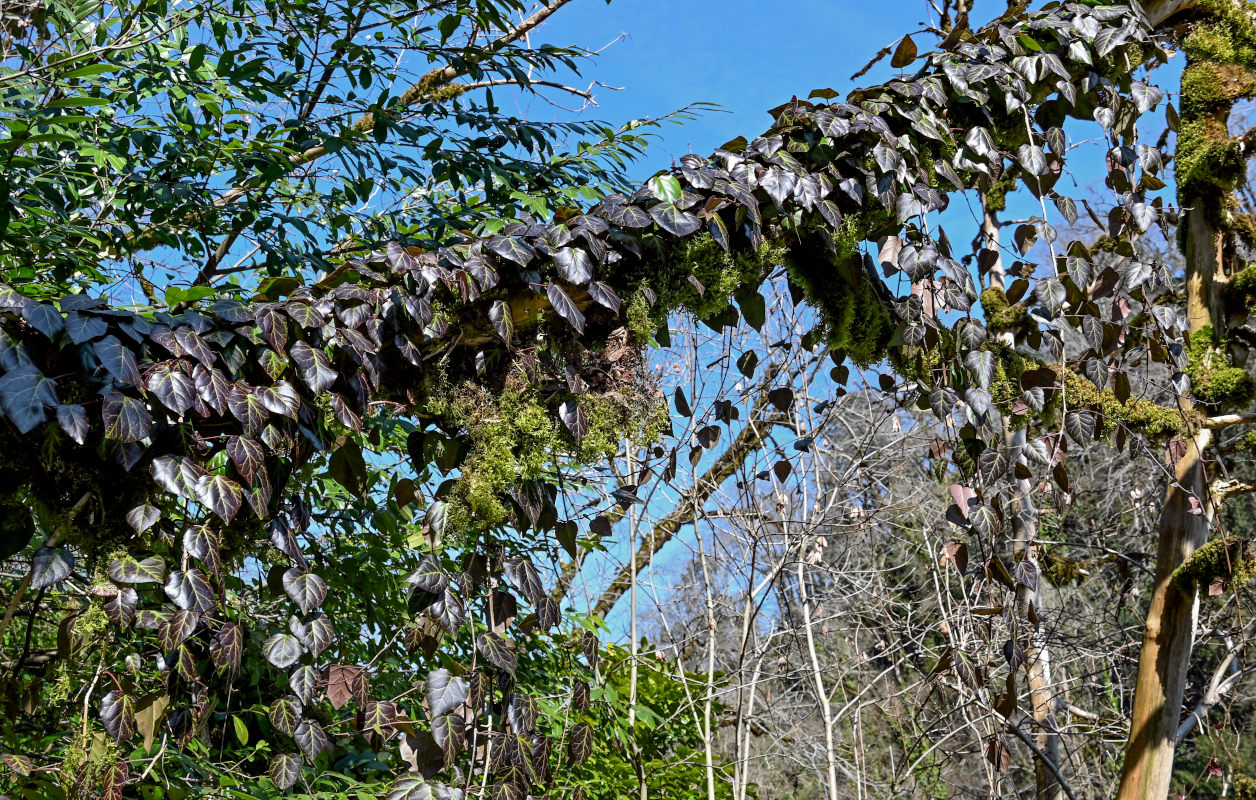 Image of Hedera colchica specimen.