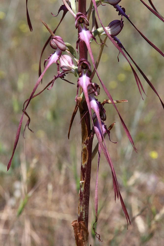 Изображение особи Himantoglossum caprinum.