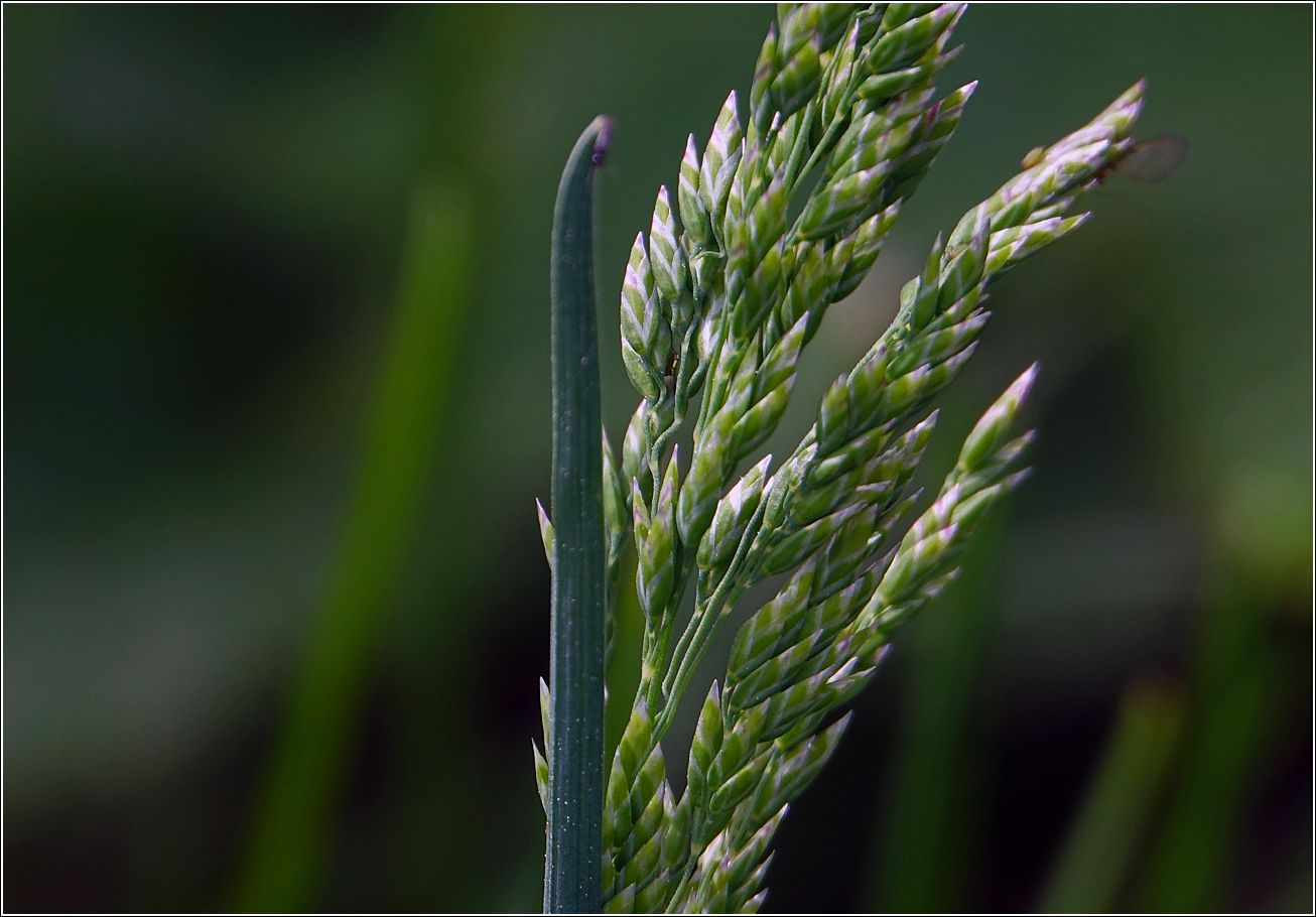 Image of genus Poa specimen.