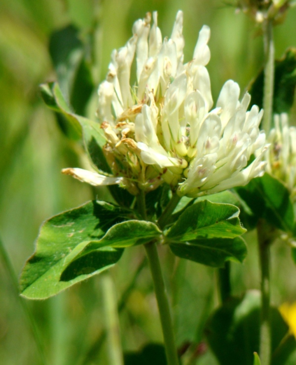 Image of Trifolium canescens specimen.