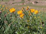 Trollius altaicus. Верхушки растений с цветками и завязями. Узбекистан, Ташкентская обл., Угам-Чаткальский национальный парк, Пскемский хр., гребень между ур. Баркраксай и Туякорын, 3160 м н.у.м., на сазе. 28.06.2025.