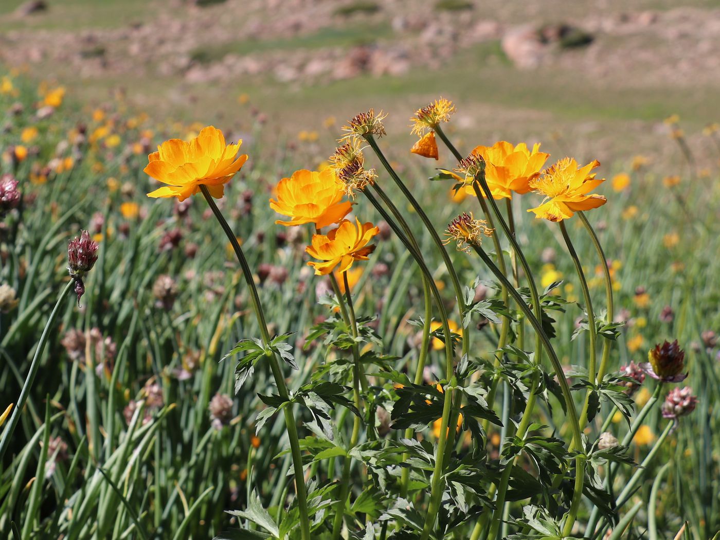 Изображение особи Trollius altaicus.