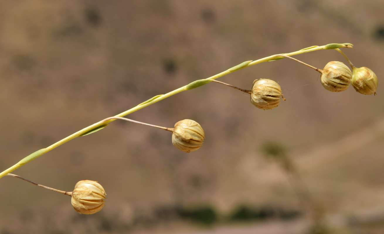 Image of Linum humile specimen.