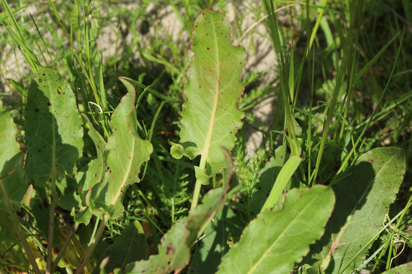 Image of genus Rumex specimen.