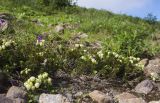 View full-size image Phyllodoce aleutica