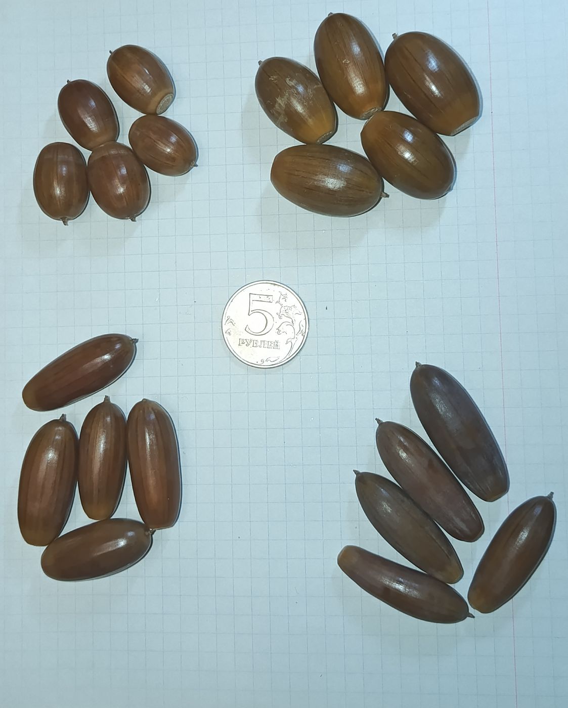 Изображение особи Quercus robur.