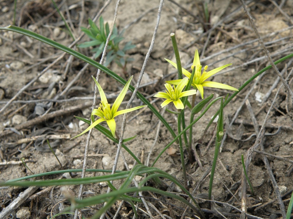 Изображение особи Gagea maeotica.