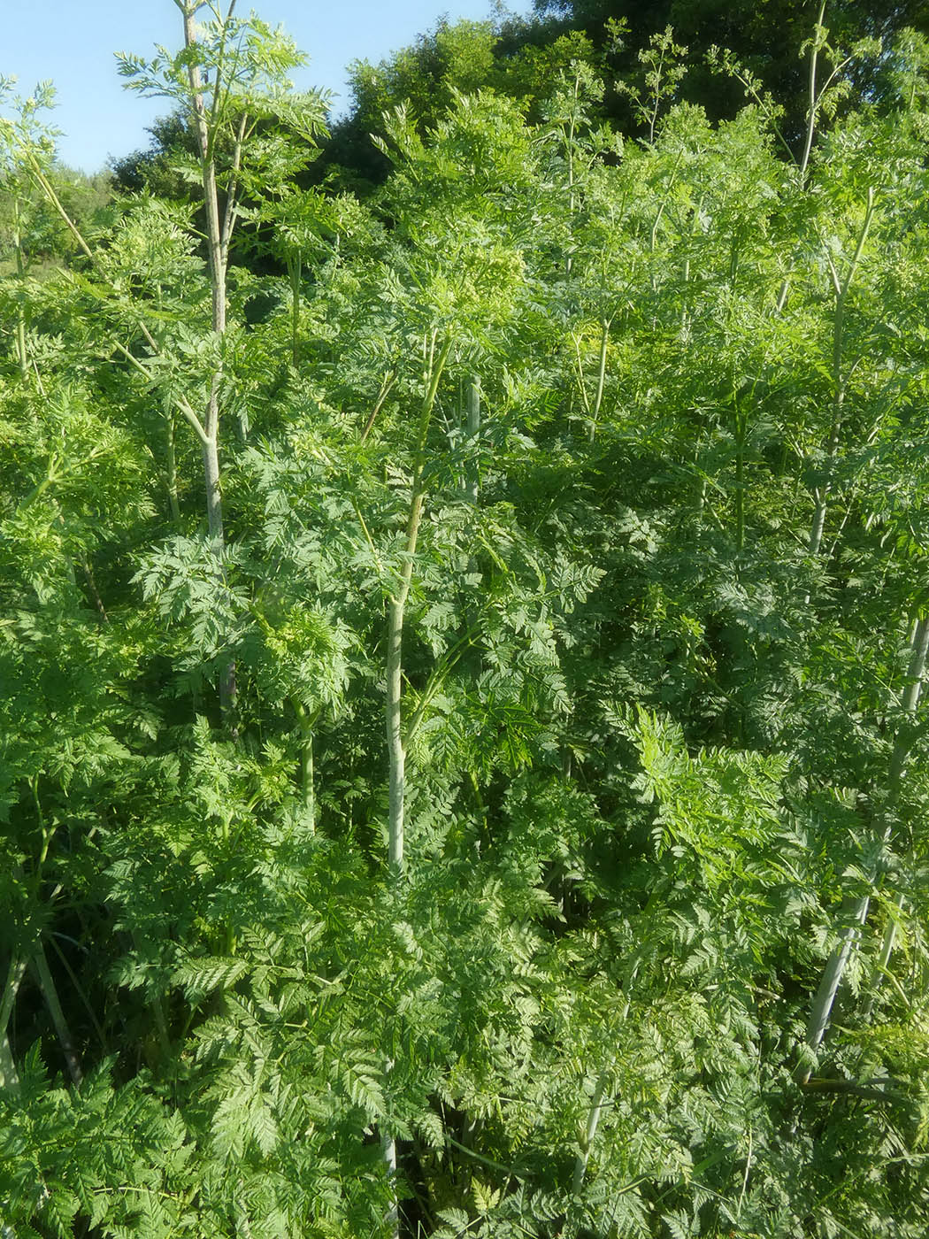 Изображение особи Conium maculatum.
