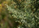 род Artemisia