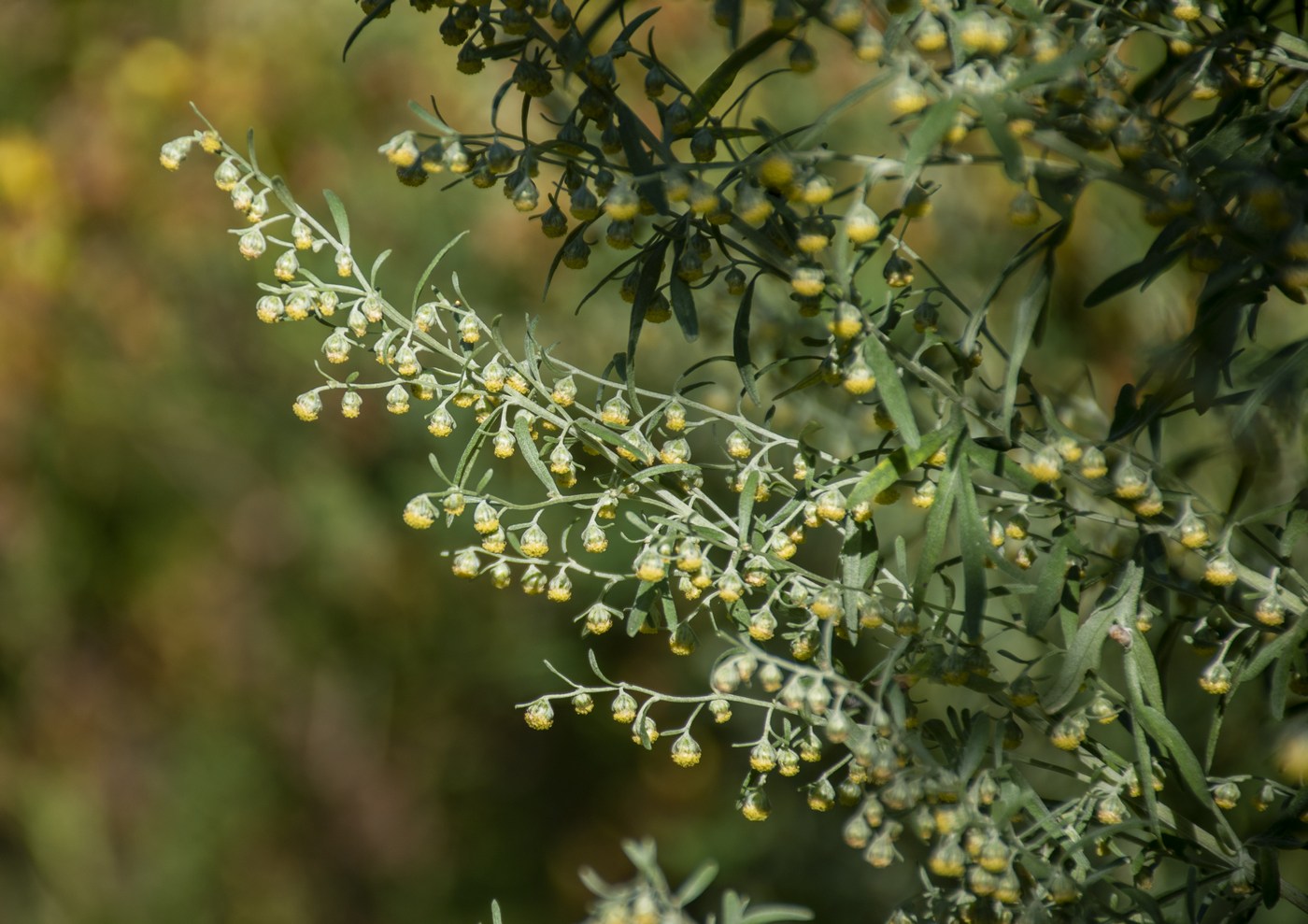 Изображение особи род Artemisia.