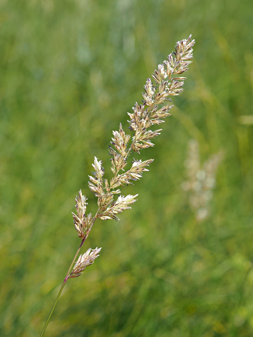 Image of Koeleria macrantha specimen.