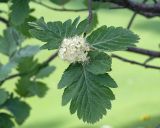 Sorbus caucasica. Соцветие и листья. Карачаево-Черкесия, Зеленчукский р-н, гора Джангур, ≈ 1500 м н.у.м., задернованное скальное обнажение. 04.06.2025.
