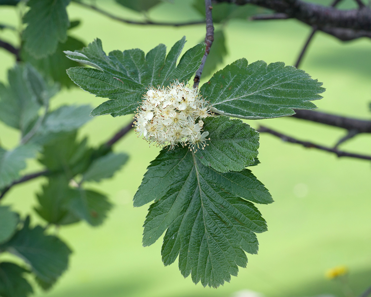 Изображение особи Sorbus caucasica.