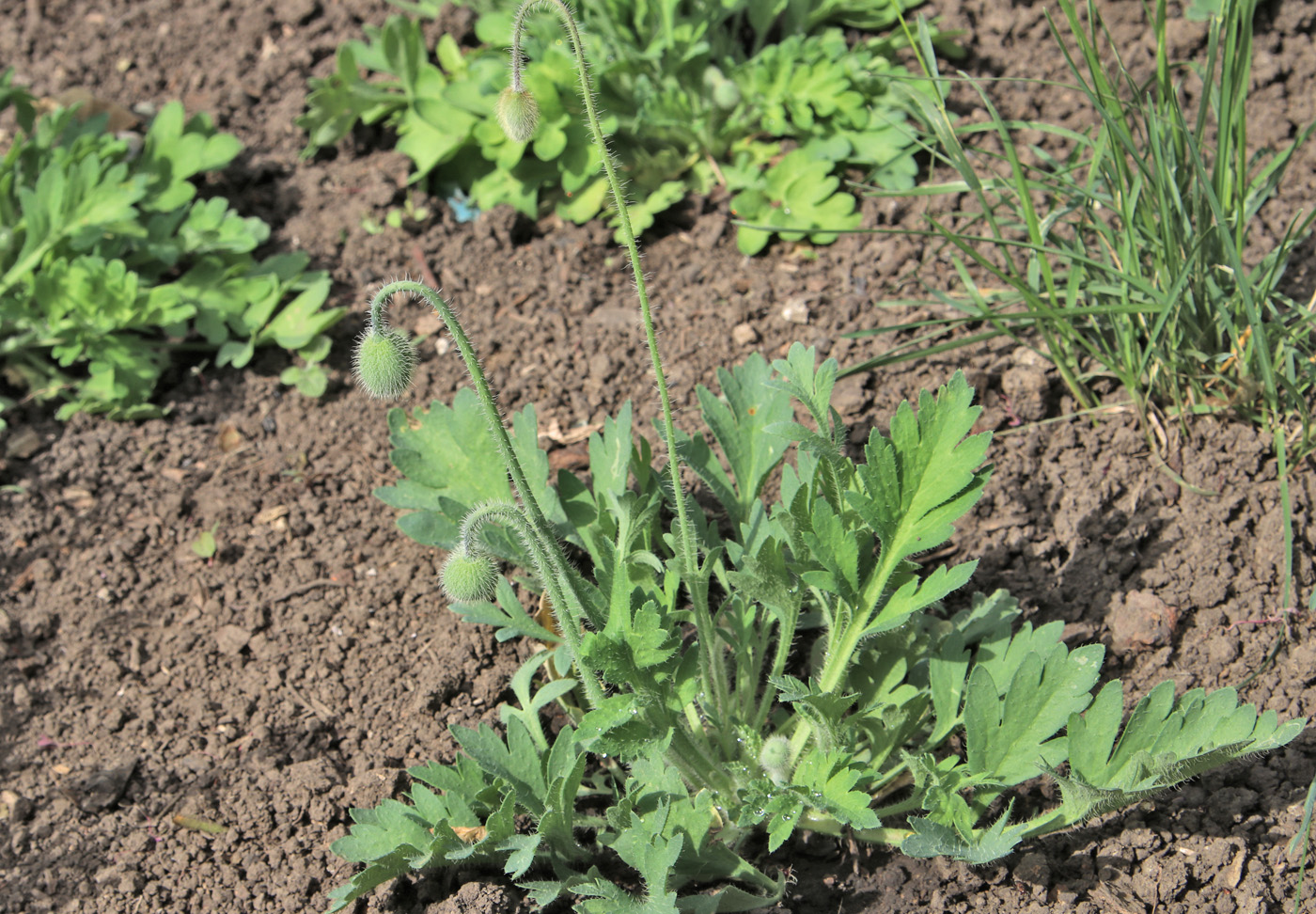 Image of Papaver sokolovskajae specimen.