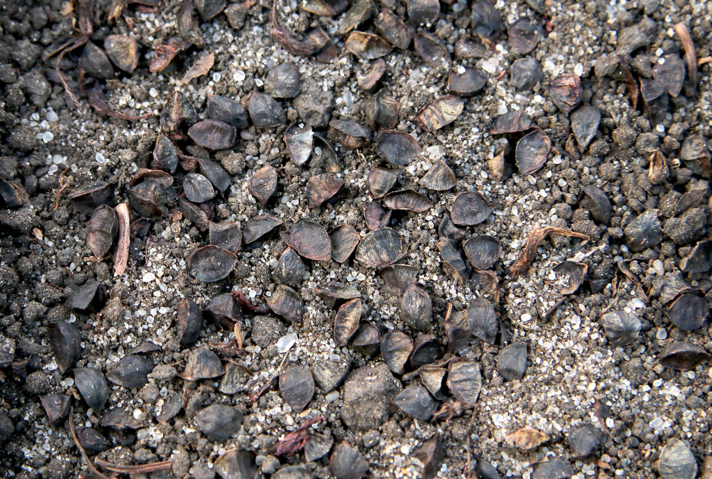 Изображение особи Eremurus spectabilis.