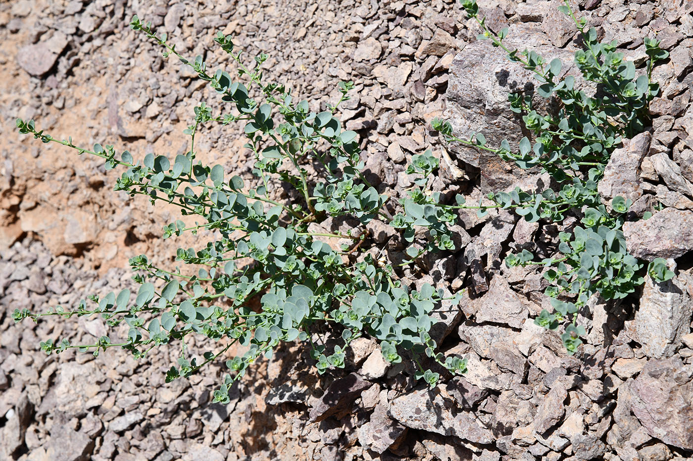 Изображение особи Andrachne rotundifolia.