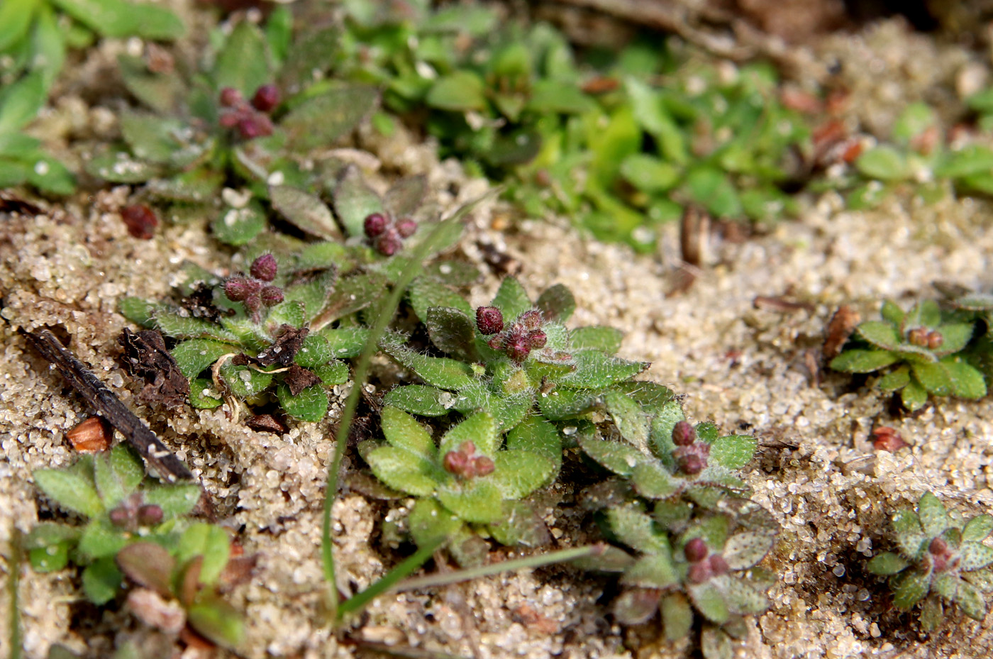Изображение особи Erophila verna.