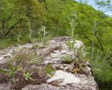 Potentilla recta. Бутонизирующие растения. Краснодарский край, м/о г. Новороссийск, гора Рябкова, ≈ 500 м н.у.м., скальное обнажение. 17.05.2015.