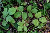 Rubus saxatilis. Плодоносящее растение. Московская обл., Чеховский р-н, окр. дер. Оксино, смешанный лес. 31.08.2025.